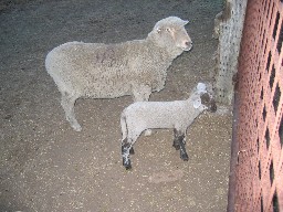 Sheep at Rich Cabins